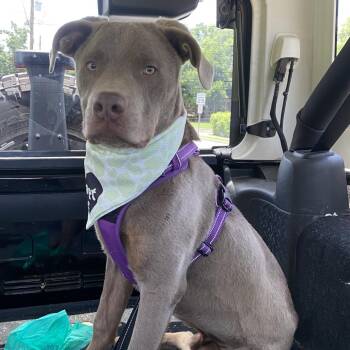 Kickstand -  Labrador Retriever Dog for Adoption in Nashville, Tennessee - Kickstand | PetCurious