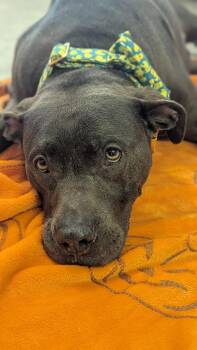 Rescue Pit Bull Terrier Dogs for Adoption in Ferndale, Washington - Honor | PetCurious