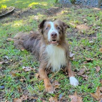 Doc -  Australian Shepherd Dog for Adoption in Myrtle Beach, South Carolina - Doc | PetCurious