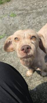 Coco -  Chihuahua Dog for Adoption in Orange, Virginia - Coco | PetCurious