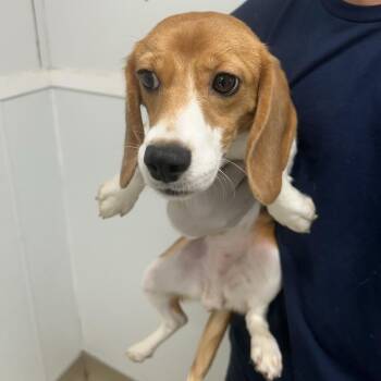 Serena 2128 -  Beagle Dog for Adoption in Loxahatchee Groves, Florida - Serena 2128 | PetCurious