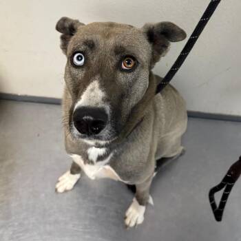 Ava -  Pit Bull Terrier and Husky Dog for Adoption in Yuma, Arizona - Ava | PetCurious