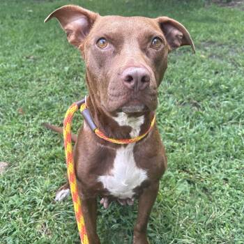Ruby Rose -  Hound Dog for Adoption in Eatontown, New Jersey - Ruby Rose | PetCurious