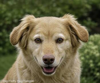 Kolton -  Golden Retriever Dog for Adoption in Nashville, Tennessee - Kolton | PetCurious