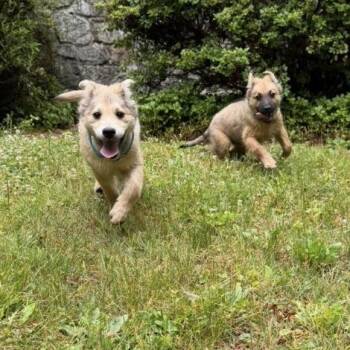 Sam **available at offsite adoption event on Saturday, 6/27* ple -  Shepherd Dog for Adoption in Briarcliff Manor, New York - Sam **available At Offsite Adoption Event On Saturday, 6/27* Ple | PetCurious