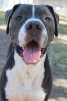 Pops -  Pit Bull Terrier Dog for Adoption in El Centro, California - Pops | PetCurious