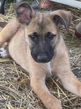 Nacho-I26038 -  Shepherd Dog for Adoption in Anoka, Minnesota - Nacho-I26038 | PetCurious
