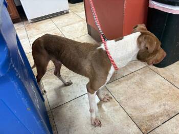 Oats -  Mixed Breed Dog for Adoption in Cincinnati, Ohio - Oats | PetCurious