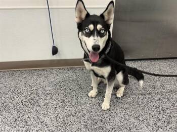 KIERA -  Siberian Husky Dog for Adoption in Antioch, California - KIERA | PetCurious