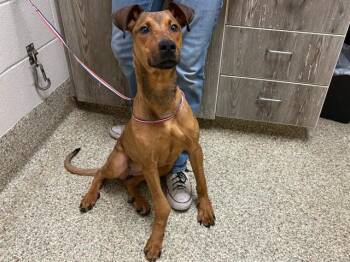 PELE -  Terrier and Mixed Breed Dog for Adoption in Colorado Springs, Colorado - PELE | PetCurious