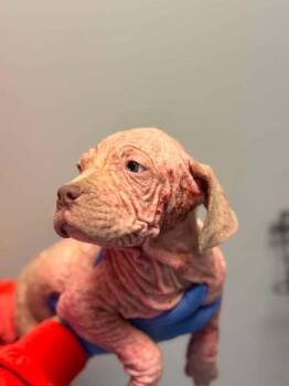 Pit Bull Terrier Dogs Available for Adoption in New York, New York - Dustin (GA) | PetCurious