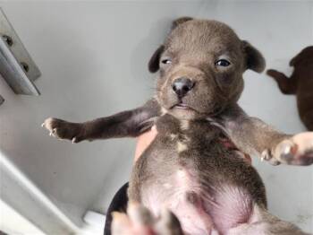 Staffordshire Bull Terrier and Mixed Breed Dogs Available for Adoption - A650846 | PetCurious