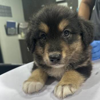 Franklin -  Hound and Mixed Breed Dog for Adoption in Tampa, Florida - Franklin | PetCurious