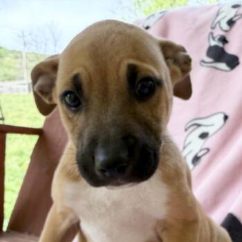 Boxer and Shepherd Dogs Available for Adoption in Andover, Massachusetts - Maddie Mojito | PetCurious