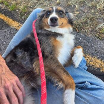 Alice -  Mixed Breed Dog for Adoption in Duncan, Oklahoma - Alice | PetCurious