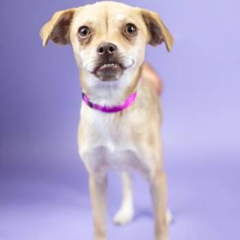 Drew -  Chihuahua Dog for Adoption in Portland, Oregon - Drew | PetCurious