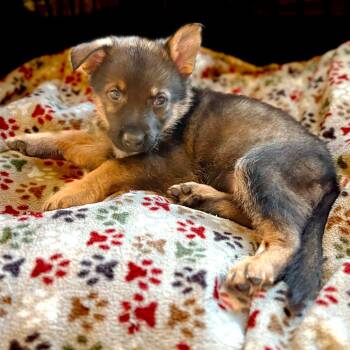 Lilly Pup 2 - Heike -  German Shepherd Dog Dog for Adoption in Fairfax Station, Virginia - Lilly Pup 2 - Heike | PetCurious