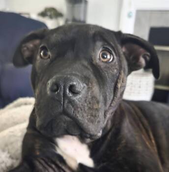 Mona -  American Staffordshire Terrier and Mastiff Dog for Adoption in Georgetown, Kentucky - Mona | PetCurious