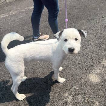 Oreo *I am bonded with Henry* -  Old English Sheepdog Dog for Adoption in Wappingers Falls, New York - Oreo *I Am Bonded With Henry* | PetCurious