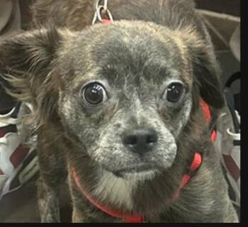 Rescue Chihuahua Dogs for Adoption - LUNITA (LUNA) | PetCurious