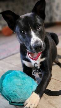 Rescue Shepherd Dogs for Adoption in Arlington, Virginia - Tommy | PetCurious