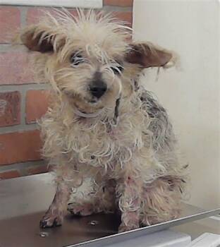 Yorkshire Terrier Dogs Available for Adoption in Houston, Texas - A2069572 | PetCurious