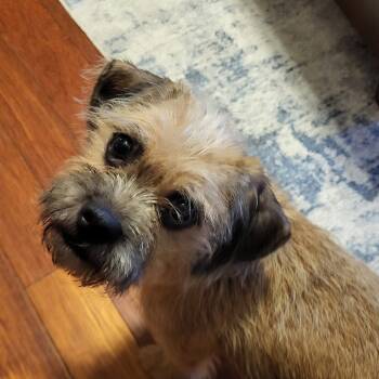 Rescue Mixed Breed Dogs for Adoption in Fredericksburg, Virginia - Haystack | PetCurious