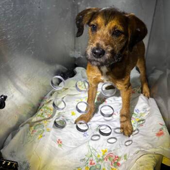 Terrier Dogs Available for Adoption in Philadelphia, Pennsylvania - Martone | PetCurious