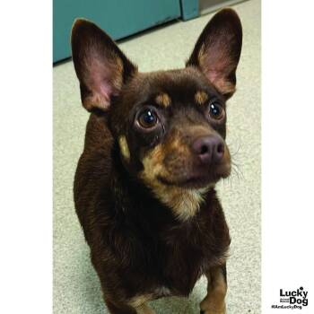 Mr. T -  Chihuahua Dog for Adoption in Washington, District Of Columbia - Mr. T | PetCurious