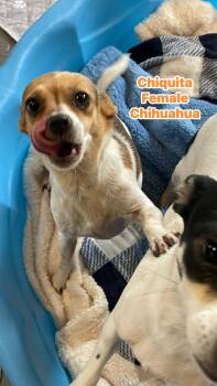 Chihuahua Dogs Available for Adoption - Chiquita  | PetCurious