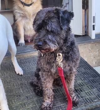 Rescue Schnauzer Dogs for Adoption in Waterloo, Indiana - Bud | PetCurious