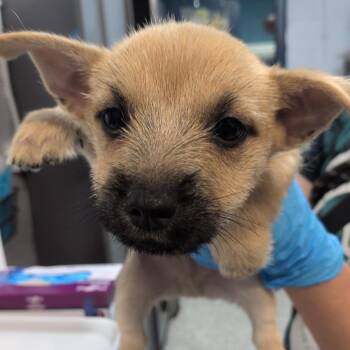 Iggy -  Cairn Terrier and Chihuahua Dog for Adoption in Hattiesburg, Mississippi - Iggy | PetCurious