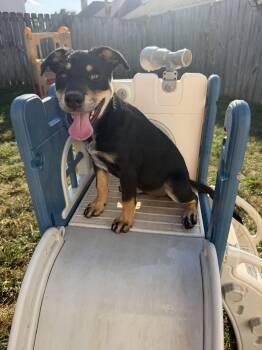 French Toast -  Australian Cattle Dog Blue Heeler and Jack Russell Terrier Dog for Adoption in Grafton, Massachusetts - French Toast | PetCurious