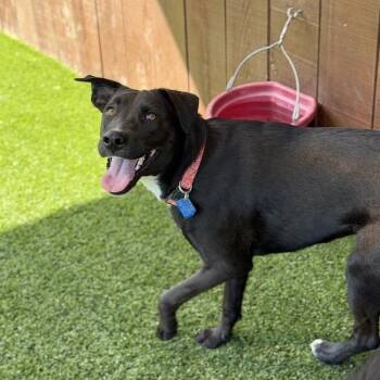 Cora -  Labrador Retriever and Shepherd Dog for Adoption in San Diego, California - Cora | PetCurious