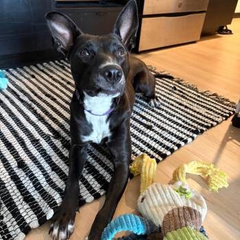 Jessi D9816 -  Labrador Retriever and Jack Russell Terrier Dog for Adoption - Jessi D9816 | PetCurious