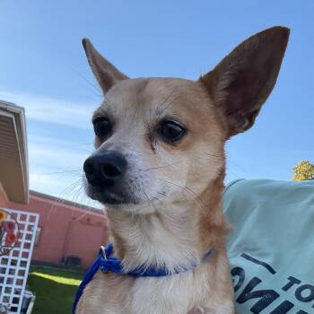 Sir Pistachio Longshanks -  Chihuahua and Mixed Breed Dog for Adoption in Hudson, Illinois - Sir Pistachio Longshanks | PetCurious
