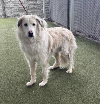 Walter -  Great Pyrenees Dog for Adoption in Salt Lake City, Utah - Walter | PetCurious