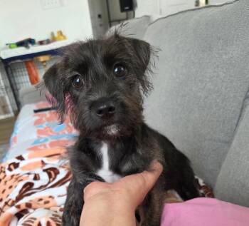 Chihuahua Dogs Available for Adoption - Tranquility | PetCurious