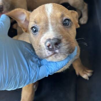 Pit Bull Terrier Dogs Available for Adoption in Birmingham, Alabama - Skipper | PetCurious