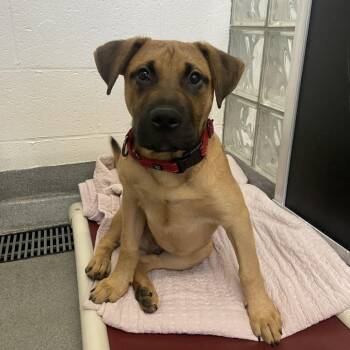 Mixed Breed Dogs Available for Adoption in Pittsburgh, Pennsylvania - Bettis | PetCurious