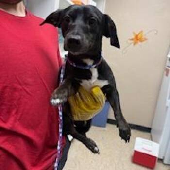 Terrier Dogs Available for Adoption in Bullhead City, Arizona - Dog (1) 04/13/2026 | PetCurious