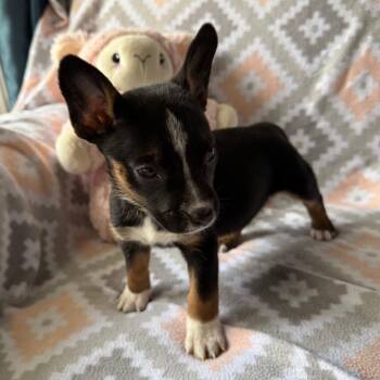 Shepherd Dogs Available for Adoption in Normal, Illinois - Regale | PetCurious