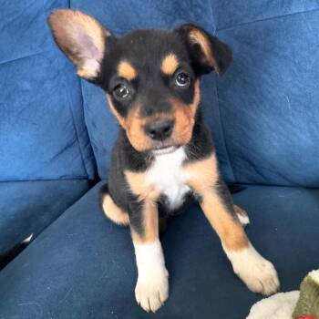 Mixed Breed Dogs Available for Adoption in Fredericksburg, Virginia - Minu | PetCurious
