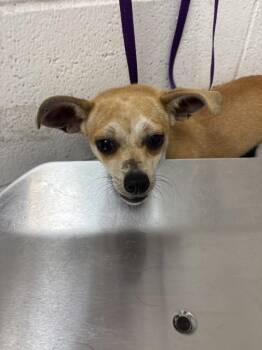 VELMA -  Chihuahua Dog for Adoption in San Bernardino, California - VELMA | PetCurious