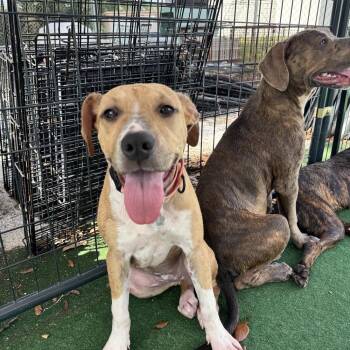 American Bulldog Dogs Available for Adoption in Lakeland, Florida - Mercy | PetCurious