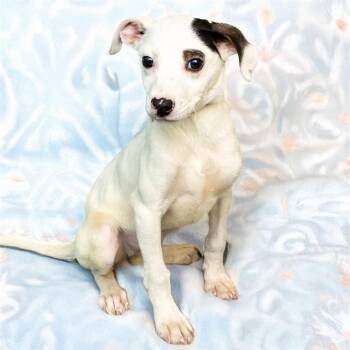 Labrador Retriever and Mixed Breed Dogs Available for Adoption - DIAGON | PetCurious