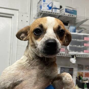 Chihuahua Dogs Available for Adoption in Edinburg, Texas - Shu Shu | PetCurious