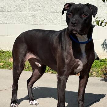 Carter -  Pit Bull Terrier Dog for Adoption in Syosset, New York - Carter | PetCurious