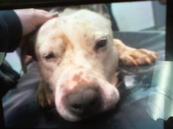 Pit Bull Terrier Dogs Available for Adoption - A1259357 | PetCurious