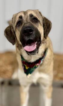 Anatolian Shepherd and Mixed Breed Dogs Available for Adoption - Priscilla | PetCurious